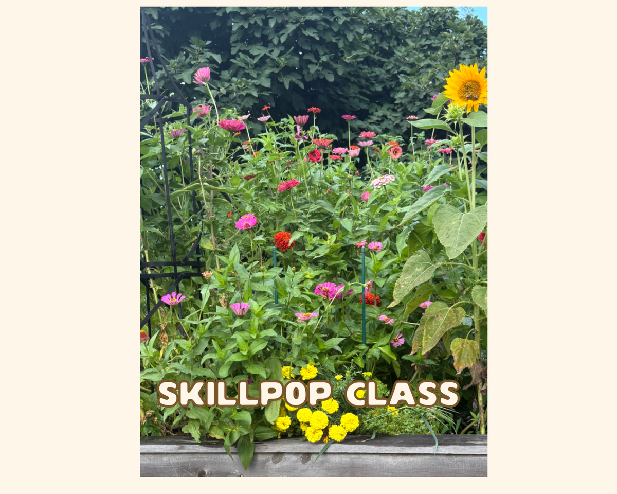 Start Your Kitchen Garden