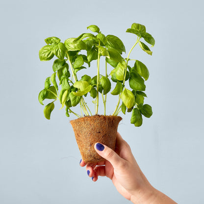Garden Seed Pop