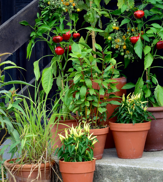 SKILLPOP: Patio Farming Basics